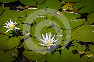 Nymphaea lotus flower at Itamaraty Palace pond - Brasilia, Distrito Federal, Brazil photo