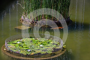 Nymphaea lotus flower and koi fish at Itamaraty Palace pond - Brasilia, Distrito Federal, Brazil