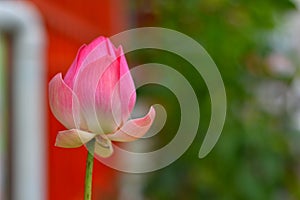 Nymphaea lotus pink lotus flower nature blur background