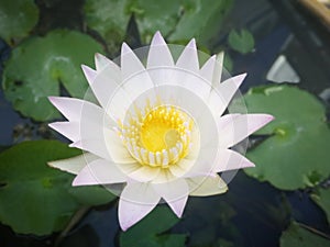 Nymphaea lotus, the white Egyptian lotus, tiger lotus, white lotus or Egyptian white water-lily, is a flowering plant.