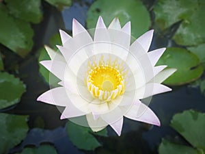 Nymphaea lotus, the white Egyptian lotus, tiger lotus, white lotus or Egyptian white water-lily, is a flowering plant.