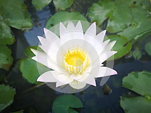 Nymphaea lotus, the white Egyptian lotus, tiger lotus, white lotus or Egyptian white water-lily, is a flowering plant.