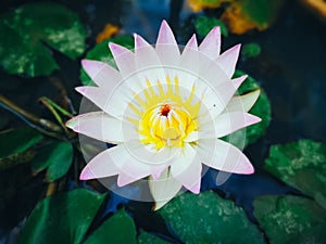 Nymphaea lotus, the white Egyptian lotus, tiger lotus, white lotus or Egyptian white water-lily, is a flowering plant.