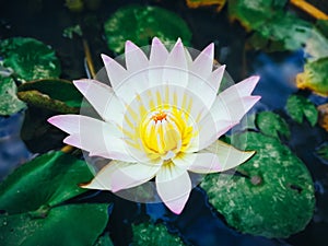 Nymphaea lotus, the white Egyptian lotus, tiger lotus, white lotus or Egyptian white water-lily, is a flowering plant.