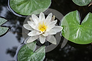 Nymphaea lotus, white lotus flowering in a pond