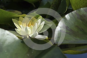 Nymphaea marliacea chromatella in the backlight at sunset in the botanical garden