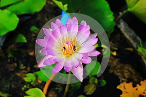 Nymphaea Marliacea Rosea