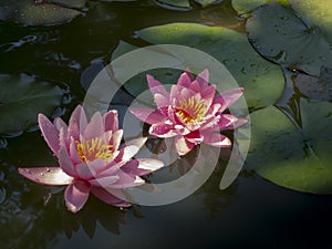 The nymphaea `Marliacea Rosea` petals covered with water drops.