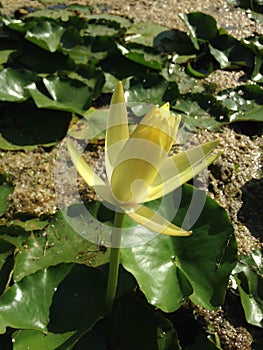 Nymphaea Mexicana - Yellow Nymphaeaceae (Water Lily) Blossoming in Bright Sunlight in Pond.