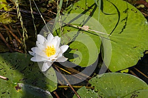 Nymphaea in natural habitat. Drewnica, Zulawy, Poland