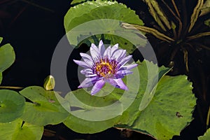 Nymphaea nouchali, aka Nymphaea stellata, or blue lotus, star lotus, red water lily, dwarf aquarium lily, blue water lily, blue