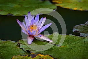 Nymphaea nouchali, blue lotus, pink blue violet flower water bloom in the. Flower from the forest, Andasibe Mantadia NP in