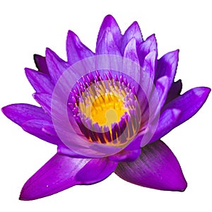 Nymphaea nouchali, Burm. f., purple, yellow flowers, die cut white background, isolated