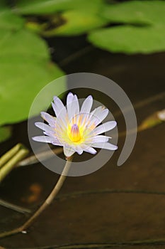 Nymphaea Nouchali Flower