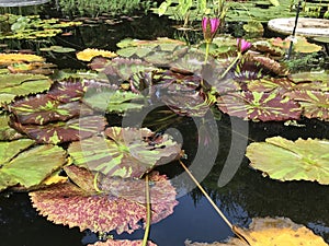 Nymphaea nouchali or Nymphaea stellata star lotus red and blue water lily manel flower.