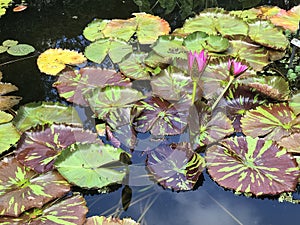 Nymphaea nouchali or Nymphaea stellata star lotus red and blue water lily manel flower.