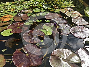 Nymphaea nouchali or Nymphaea stellata  star lotus  red and blue water lily  manel flower.