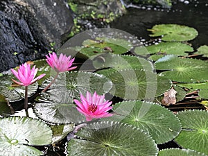 Nymphaea nouchali or Nyuphaea stellata or Star lotus or Star Water lily.