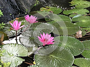 Nymphaea nouchali or Nyuphaea stellata or Star lotus or Star Water lily.