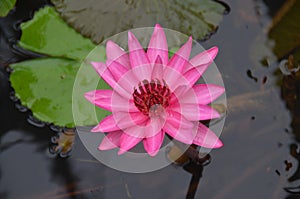 Nymphaea nouchali -Red - water lily- Manel flower