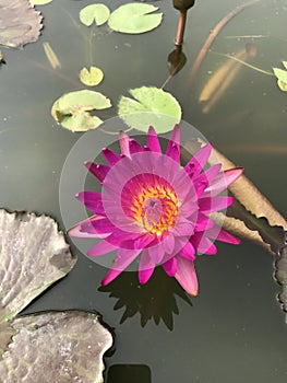 Nymphaea nouchali or Star Water lily.