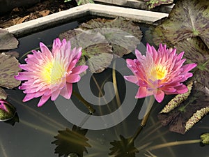 Nymphaea nouchali or Star Water lily.