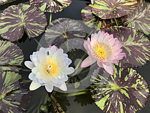 Nymphaea nouchali or Star Water lily.