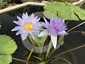 Nymphaea nouchali or Star Water lily.