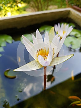 Nymphaea nouchali white lotus White flower Original white lotus