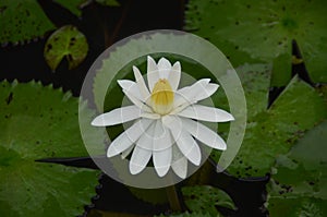 Nymphaea nouchali -white - water lily- Manel flowers