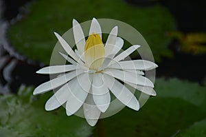 Nymphaea nouchali -white - water lily- Manel flowers