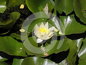 Nymphaea `Paul Harriot`
