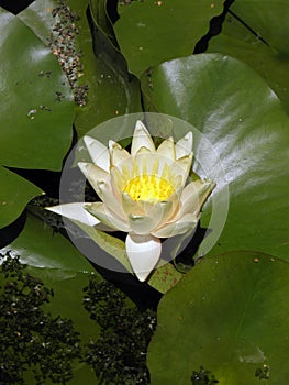 Nymphaea `Paul Harriot`