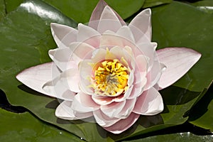 Nymphaea, pink nymphea in the pond