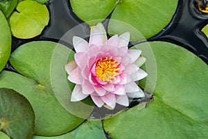 Nymphaea, pink water lily, top view