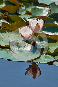 Nymphaea- pink waterlilies, ornamental, aquatic plants