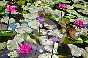 Nymphaea, pink waterlily,