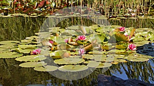 Nymphaea - Pink waterlily - Aquatic vegetation, water plants