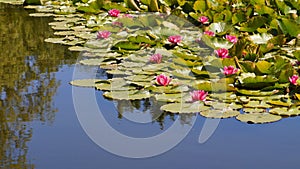 Nymphaea - Pink waterlily - Aquatic vegetation, water plants