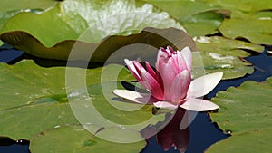 Nymphaea - Pink waterlily - Aquatic vegetation, water plants