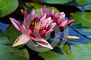 Nymphaea - Pink waterlily - Aquatic vegetation, water plants