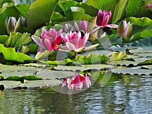 Nymphaea Pink waterlily - water plants