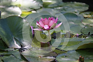 Nymphaea plant species in a lagoon