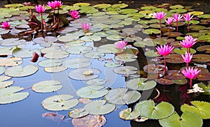 Nymphaea in a pond Sri Lanka