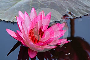 Nymphaea pubescens Willclenow. No.2