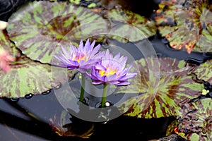 Nymphaea 'Queen of Siam'