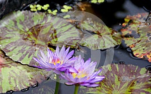 Nymphaea 'Queen of Siam'