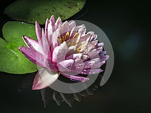 The nymphaea reflected in a pond on a black background. Covered with water drops