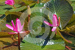 Nymphaea rubra