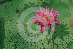 Nymphaea stellata or water lily with pink fins and yellow pollen Is a water plant with an underground stem in the head. Lotus flow